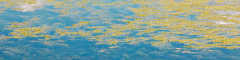 algae bloom in st. albans bay